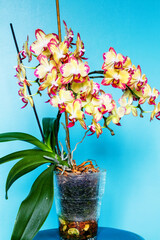 Purple and white spoted flowering orchids isolaten on the blue background