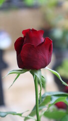 red rose side