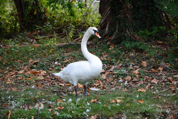 white swan on the lake