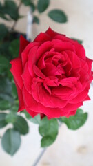 double rose