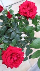 red roses in a garden