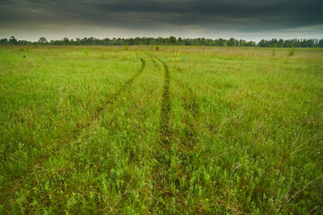 Obraz premium View of a dirt road in a spring forest on a cloudy day.
