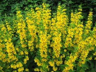 Obraz premium Large bouquet of beautiful flowers