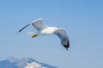 Sea gull in a natural environment 