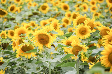 Fototapeta premium Sunflowers are beautiful plants