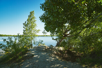 Panoramic view of deciduous forest in spring.