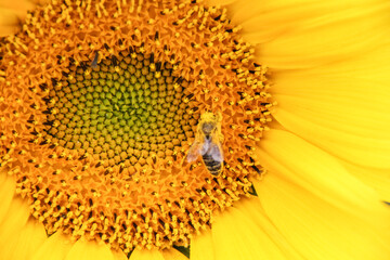 Sunflowers are beautiful plants