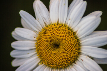 Obraz premium close up of daisy