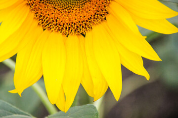 Sunflowers are beautiful plants