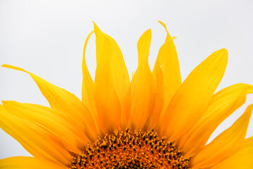 Sunflowers are beautiful plants