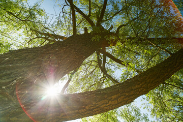 Panoramic view of deciduous forest in spring.
