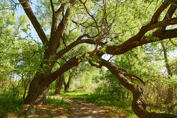 Panoramic view of deciduous forest in spring.