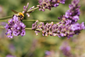the bumblebee collects pollen from lavender flowers