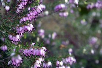 Soft focus of pink winter heath flowers on a bush against a blurry background - obrazy, fototapety, plakaty