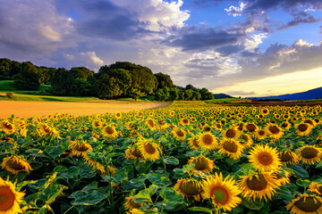 Sunflowers with sunset