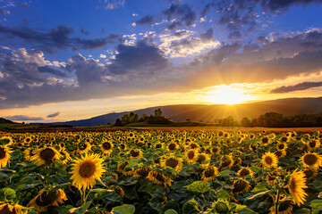 Sunflower field in front of the forest