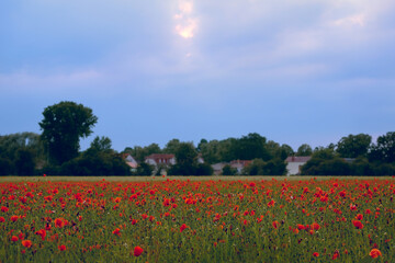 Fototapeta premium Beautiful landscape with the field with red poppies.