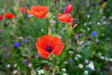 Macro of red poppies in the field of other wildflowers.