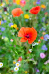 Obraz na płótnie Canvas Macro of red poppies in the field of other wildflowers.