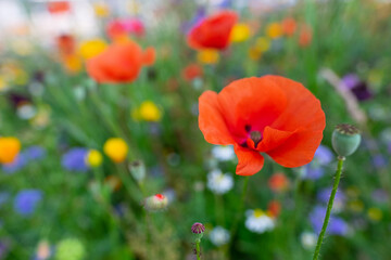 Macro of red poppies in the field of other wildflowers.