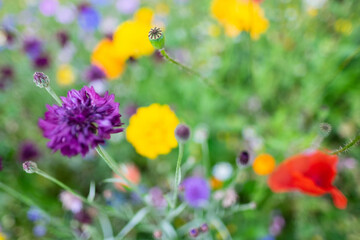 Blue cornflowers with other wildflowers