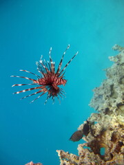 Lion Fish in the Red Sea