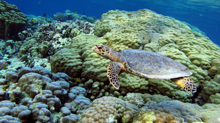 Naklejka na ściany i meble Sea turtles. Great Reef Turtle. Bissa.