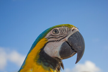 blue and yellow macaw