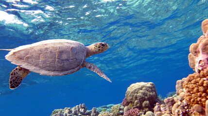 Sea turtles. Great Reef Turtle. Bissa.