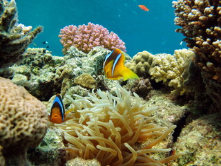 Obraz na płótnie Canvas Clown fish, amphiprion (Amphiprioninae). Red sea clown fish.