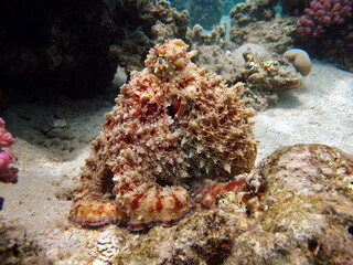 Octopus. Big Blue Octopus on the Red Sea Reefs.