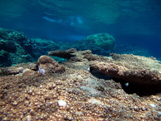 Beautiful coral reefs of the Red Sea.
