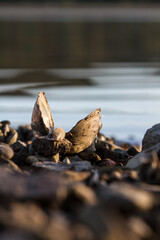 Muscheln