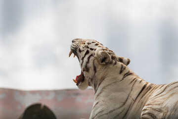Adult white tiger with mouth wide open yawns