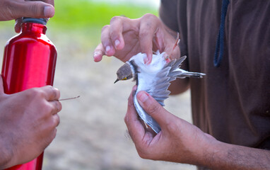 Bird tangled in discarded net and rescued
