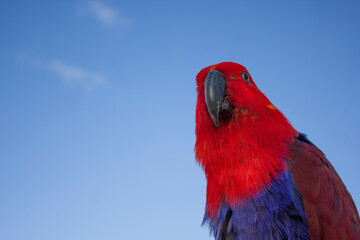 scarlet macaw parrot