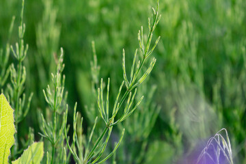 green grass macro close up