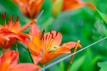 macro photo of orange lilies. orange lily in green grass