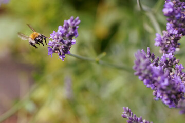 the bumblebee collects pollen from lavender flowers
