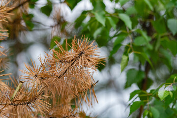 green grass macro close up