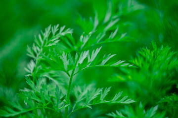 Macro photograph of a carrot leaf. Carrot herb close up