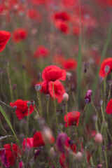 Field of beautiful red bloming poppies.