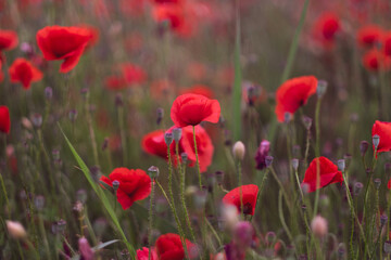 Naklejka na ściany i meble Field of beautiful red bloming poppies.