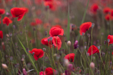 Field of beautiful red bloming poppies.