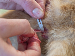 Obraz premium Veterinarian cuts the spermatic cord with a scalpel during castration of a male cat