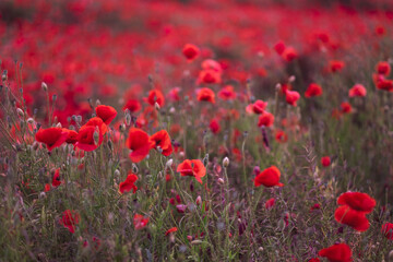 Field of beautiful red bloming poppies.