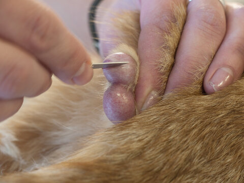 Veterinarian cuts with scalpel into a cat's sack during castration of a male cat