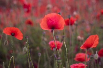 Naklejka premium Field of beautiful red bloming poppies.