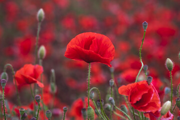 Obraz premium Field of beautiful red bloming poppies.