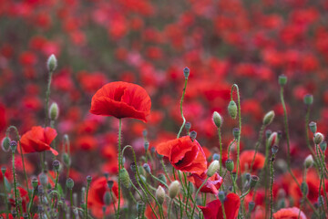 Obraz premium Field of beautiful red bloming poppies.